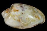 Polished, Chalcedony Replaced Gastropod Fossil - India #133522-1